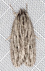 Phloeograptis obliquata