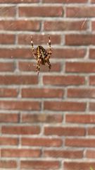 Araneus diadematus