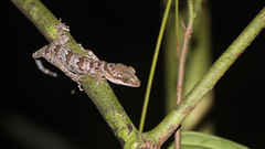 Cyrtodactylus yoshii