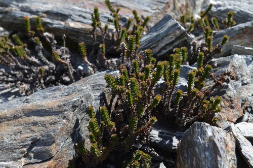 Veronica epacridea, photograph 4