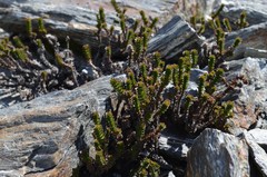Veronica epacridea, photograph nick_goldwater, CC BY, iNaturalist via GBIF