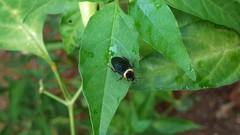 Hemithyrsocera palliata