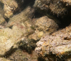 Redigobius macrostoma