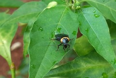 Hemithyrsocera palliata