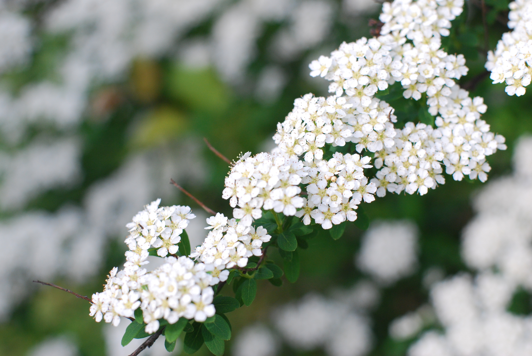 Reeve's Spirea (Spiraea cantoniensis) · iNaturalist