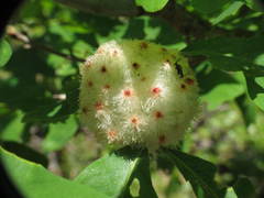 Callirhytis seminator