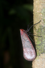 Scamandra rosea