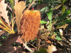 Banksia quercifolia