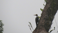 Mulleripicus pulverulentus