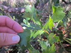 Banksia quercifolia