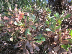 Banksia quercifolia