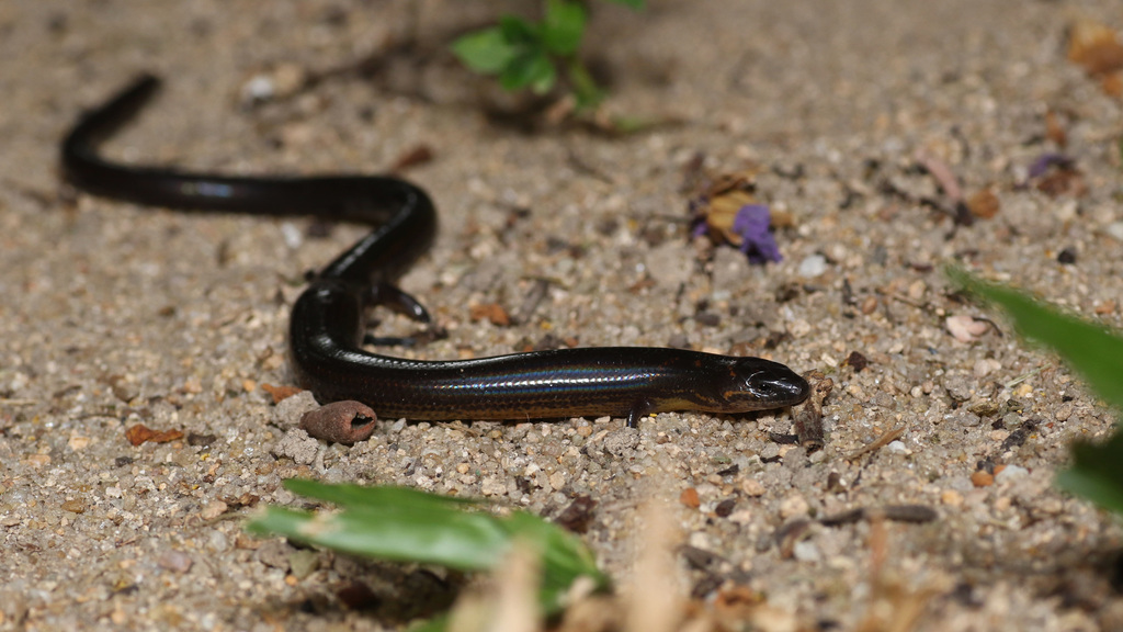 Seribuat Larut Skink
