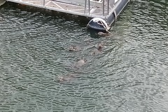 Lutrogale perspicillata