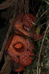 Rafflesia cantleyi
