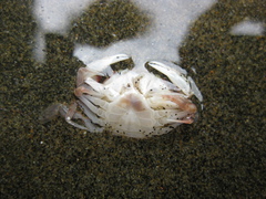 Nectocarcinus antarcticus
