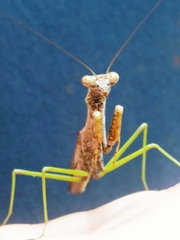 Stagmomantis carolina