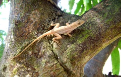 Anolis immaculogularis