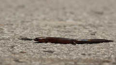 Tytthoscincus aesculeticola