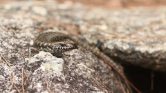 Concinnia brachysoma