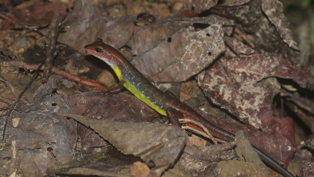 Long-Toed Forest Skink