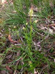 Stackhousia aspericocca