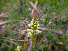 Stackhousia aspericocca