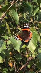 Vanessa atalanta