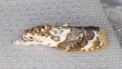 Piloprepes gelidella