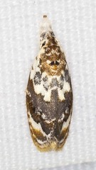 Piloprepes gelidella