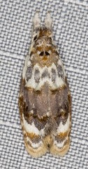 Piloprepes gelidella