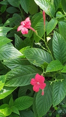Ruellia elegans