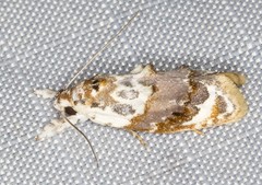 Piloprepes gelidella