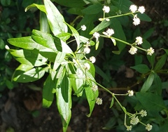 Hebanthe eriantha