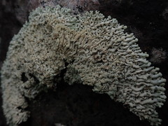 Menegazzia neozelandica