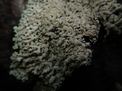 Menegazzia neozelandica