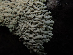 Menegazzia neozelandica