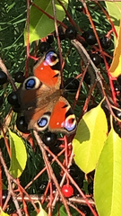 Aglais io