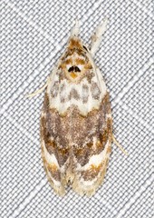 Piloprepes gelidella