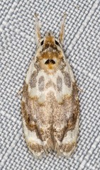 Piloprepes gelidella