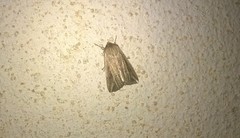 Mythimna riparia
