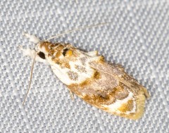Piloprepes gelidella