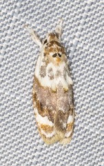 Piloprepes gelidella