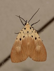 Asota iodamia