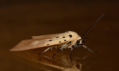 Asota iodamia