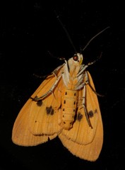 Asota iodamia