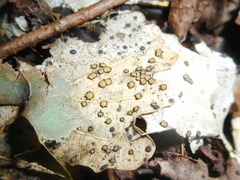 Coccomyces coronatus