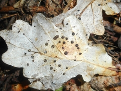 Coccomyces coronatus