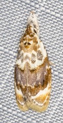 Piloprepes gelidella