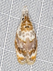 Piloprepes gelidella