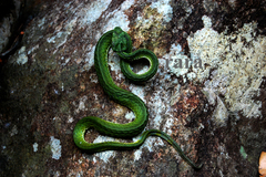 Agasthyamali Large-Scaled Pit Viper photo 1
